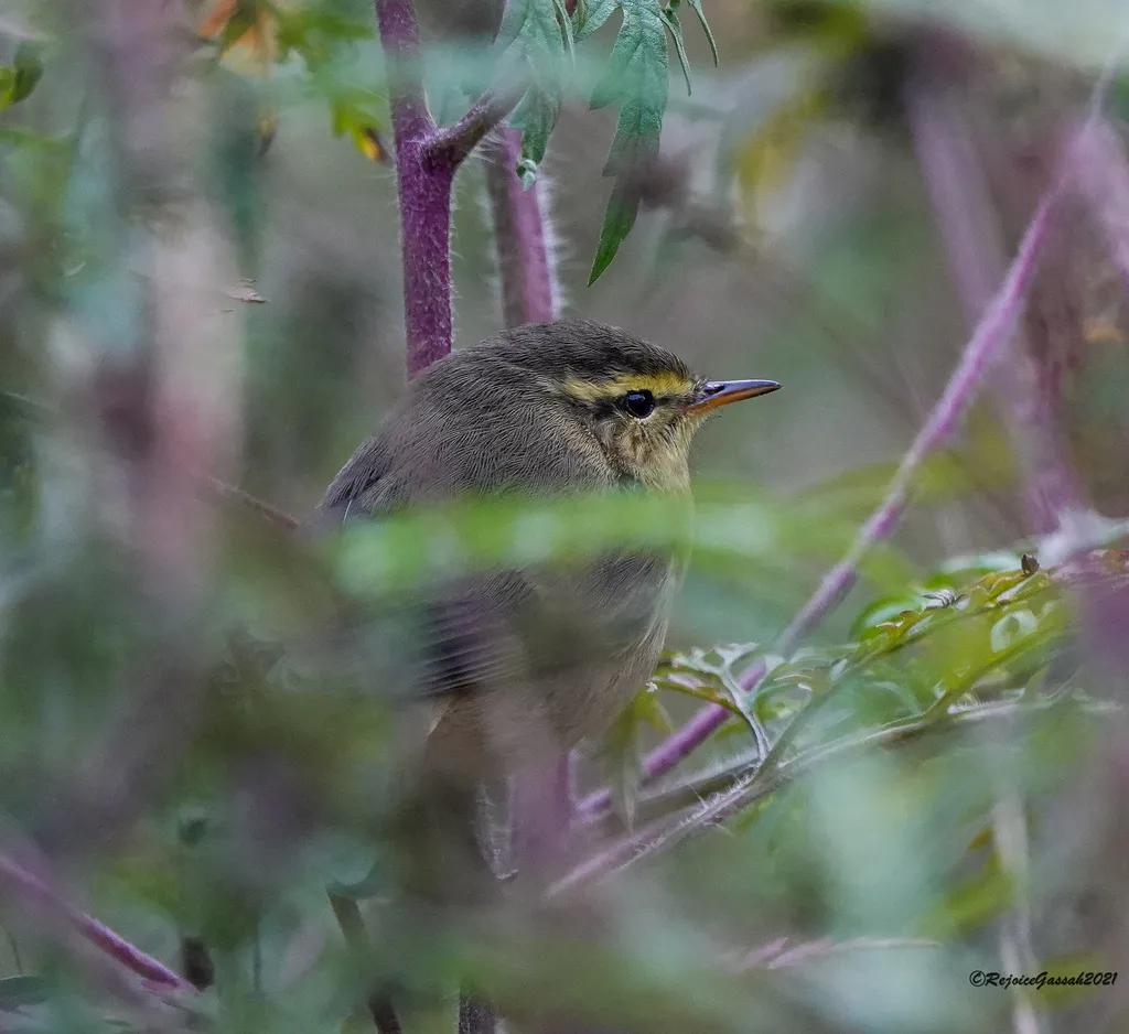黄腹柳莺(Phylloscopus affinis)