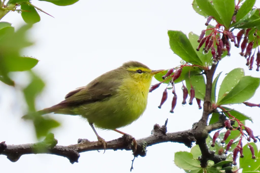 黄腹柳莺(Phylloscopus affinis)