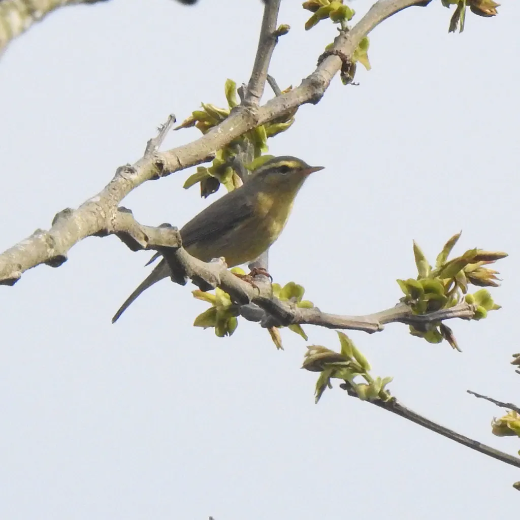 黄腹柳莺(Phylloscopus affinis)