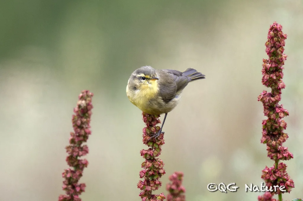 黄腹柳莺(Phylloscopus affinis)