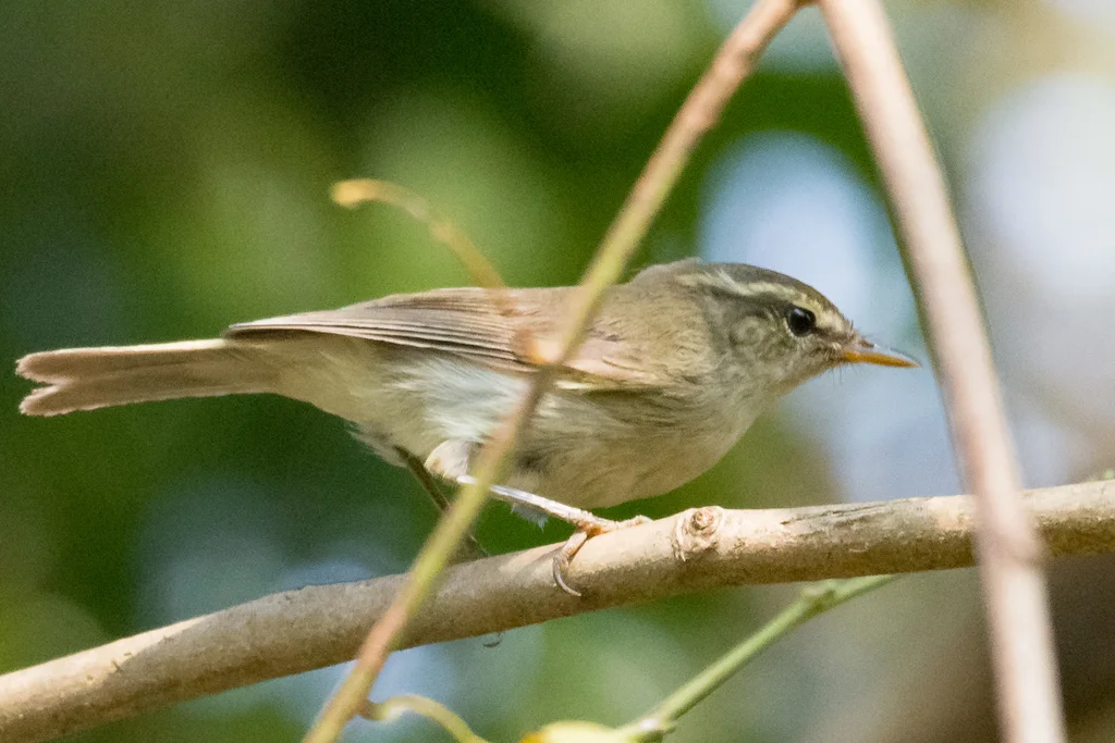 棕眉柳莺（Phylloscopus armandii）