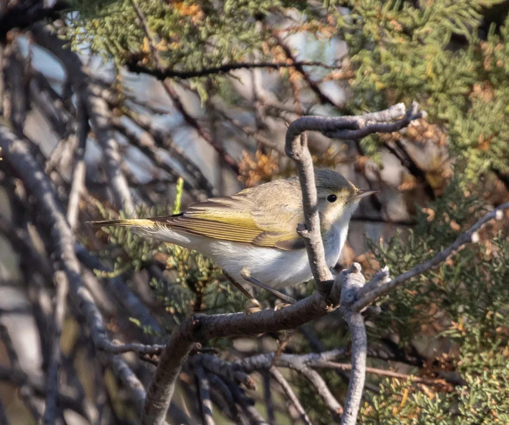 博氏柳莺(Phylloscopus bonelli)