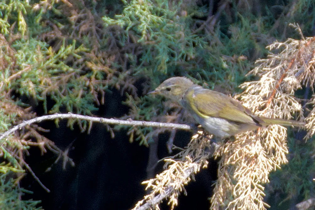 博氏柳莺(Phylloscopus bonelli)