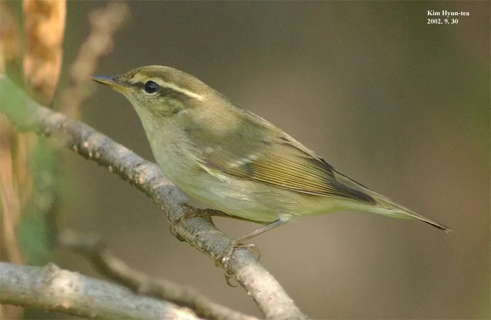 极北柳莺(Phylloscopus borealis)