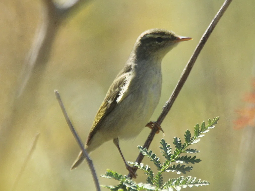 极北柳莺(Phylloscopus borealis)