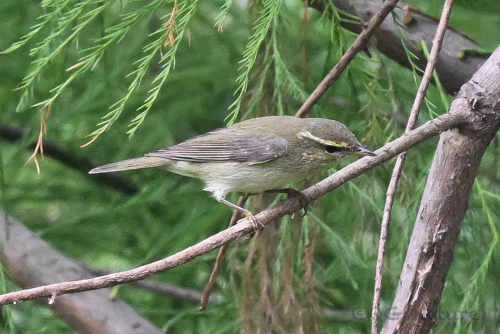 极北柳莺(Phylloscopus borealis)
