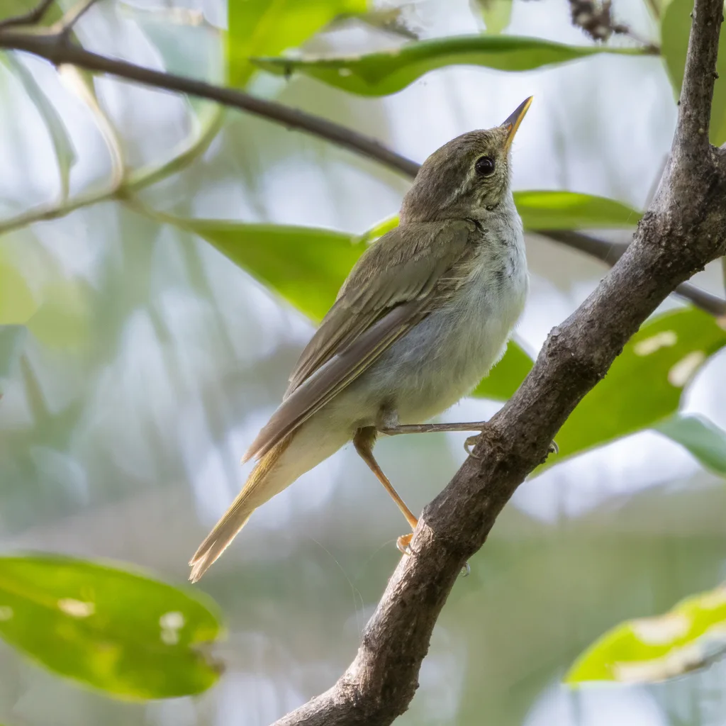 极北柳莺(Phylloscopus borealis)