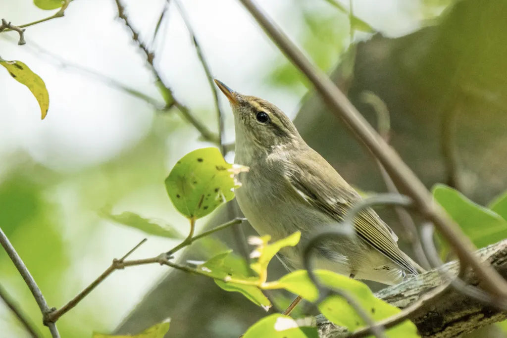 极北柳莺(Phylloscopus borealis)