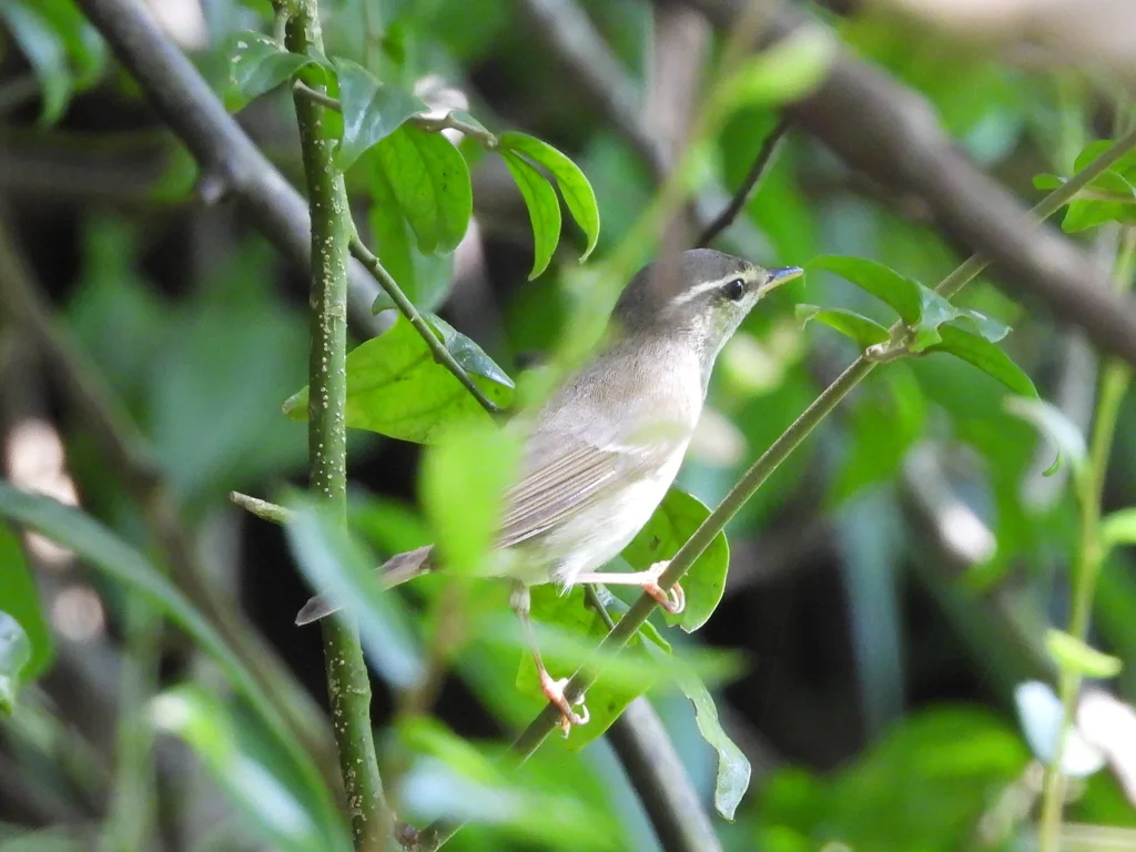极北柳莺(Phylloscopus borealis)