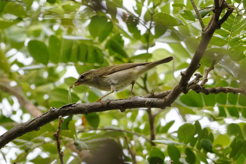 极北柳莺(Phylloscopus borealis)