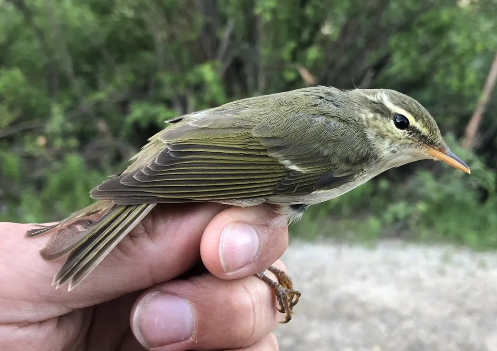 极北柳莺(Phylloscopus borealis)