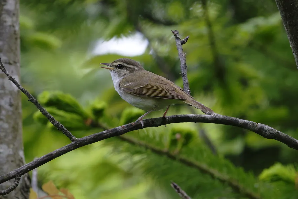 库页岛柳莺（Phylloscopus borealoides）