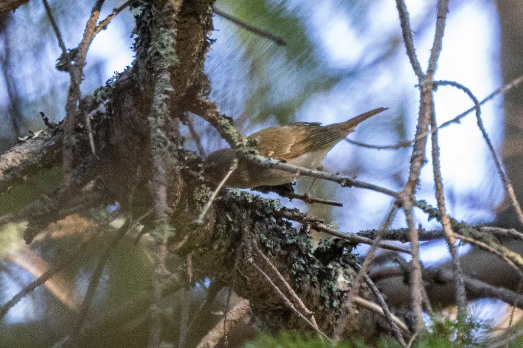 库页岛柳莺（Phylloscopus borealoides）