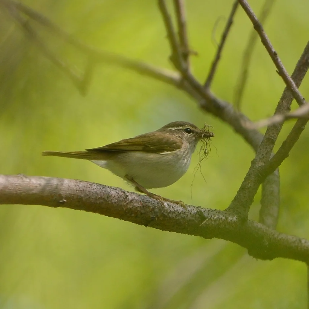 库页岛柳莺（Phylloscopus borealoides）