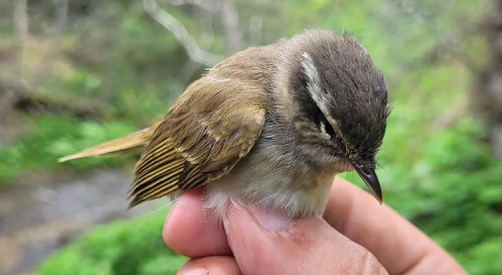 库页岛柳莺（Phylloscopus borealoides）