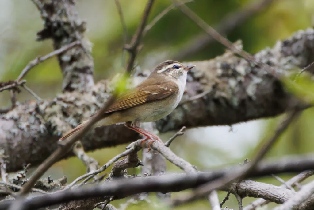 库页岛柳莺（Phylloscopus borealoides）