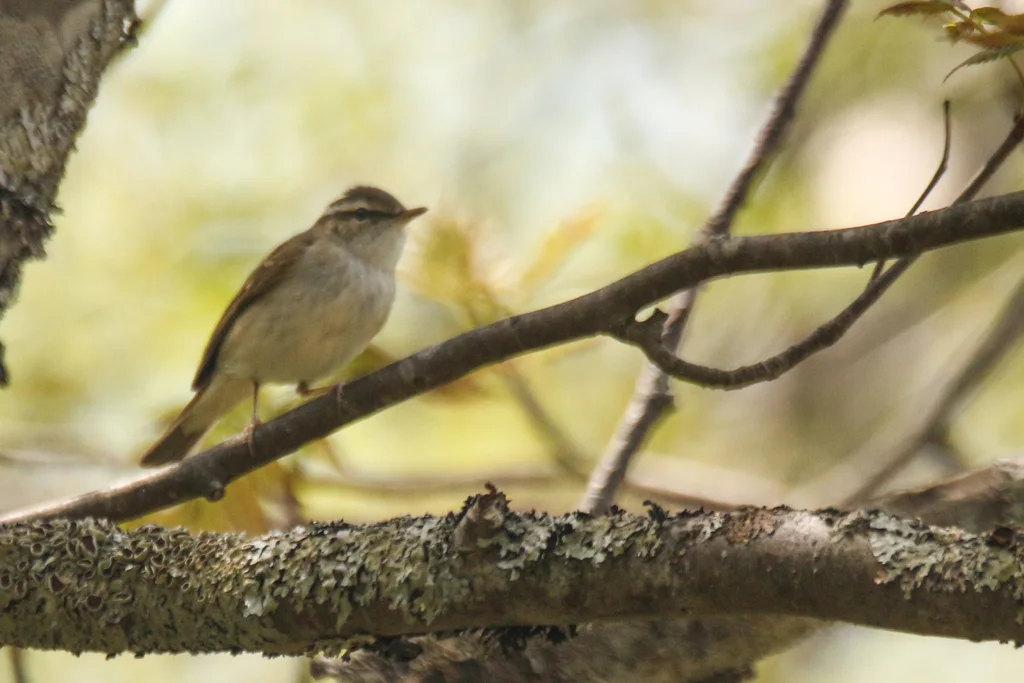 库页岛柳莺（Phylloscopus borealoides）