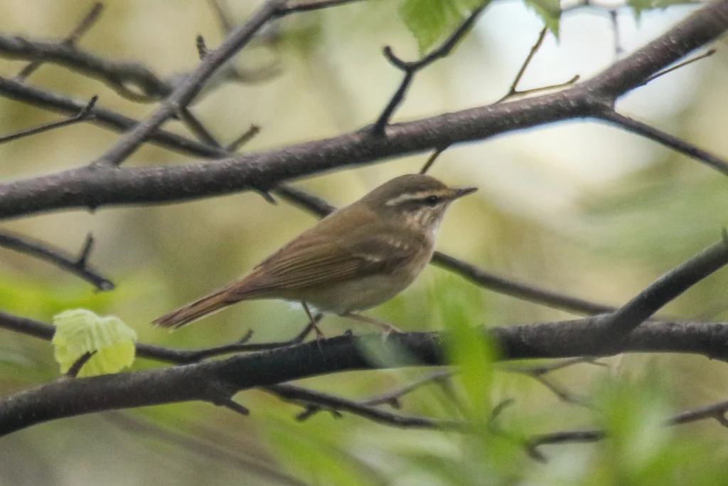 库页岛柳莺（Phylloscopus borealoides）