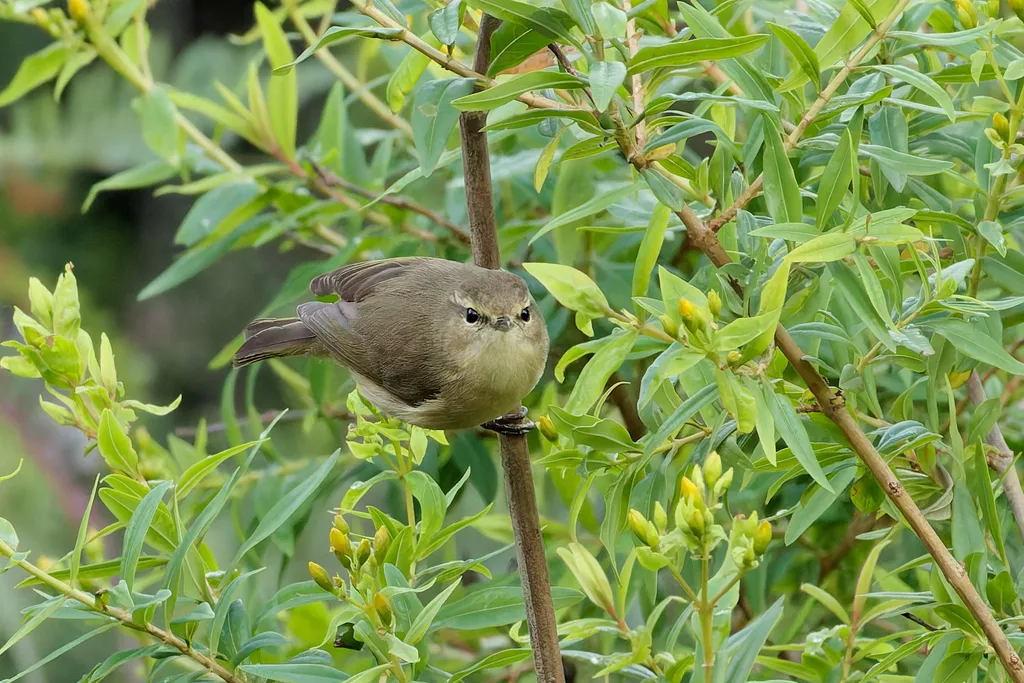 加岛叽喳柳莺(Phylloscopus canariensis)