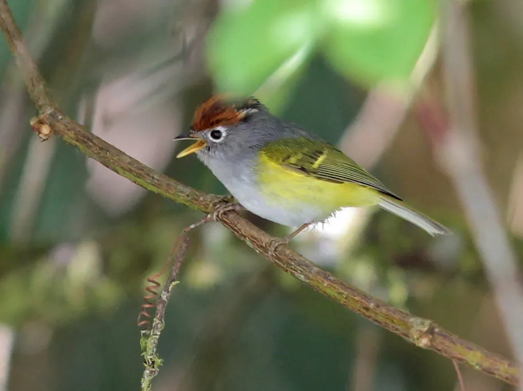 栗头鹟莺(Phylloscopus castaniceps)