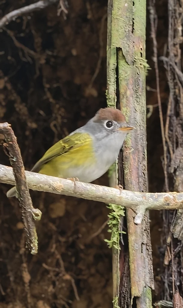 栗头鹟莺(Phylloscopus castaniceps)