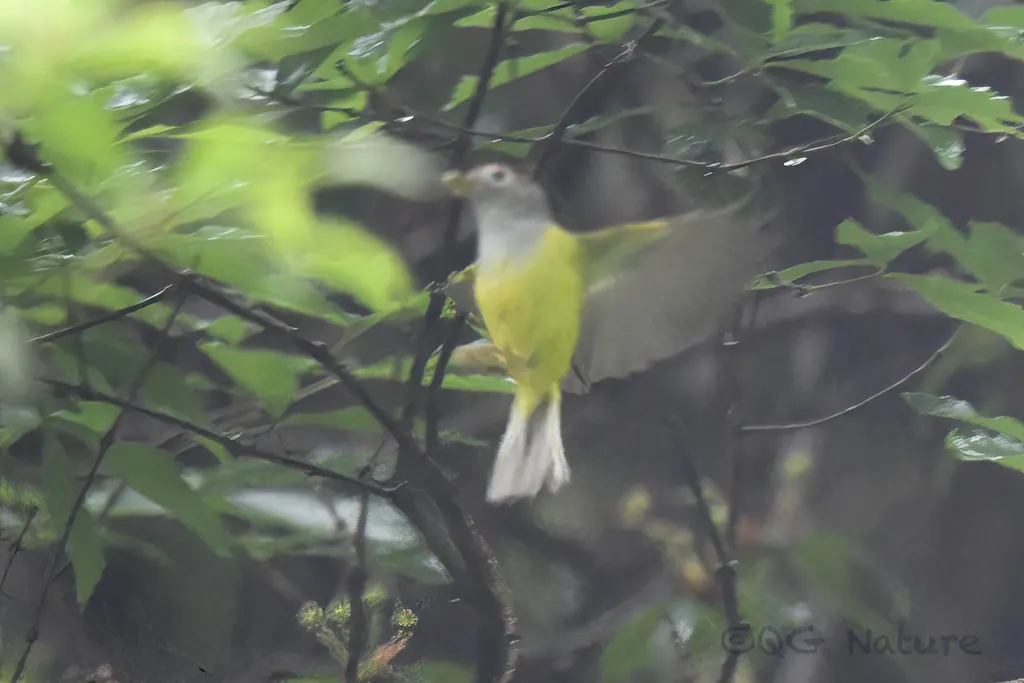 栗头鹟莺(Phylloscopus castaniceps)