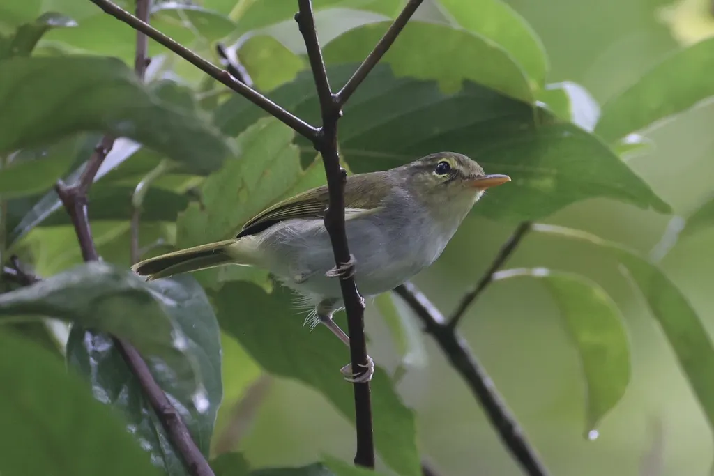 道氏柳莺(Phylloscopus cebuensis)