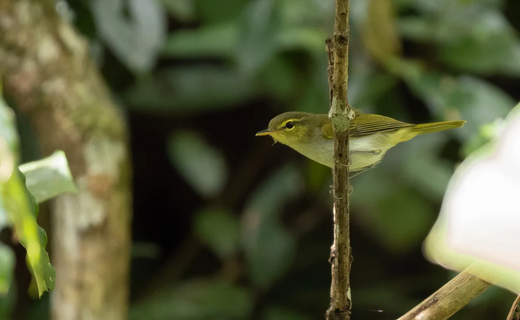 道氏柳莺(Phylloscopus cebuensis)