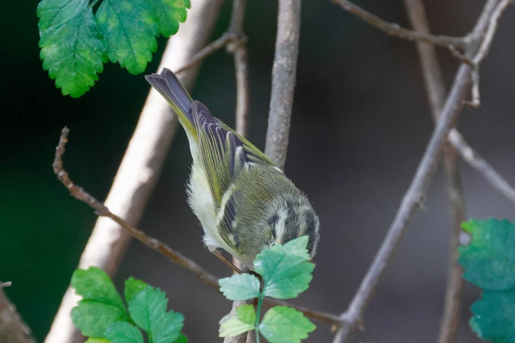 淡黄腰柳莺(Phylloscopus chloronotus)