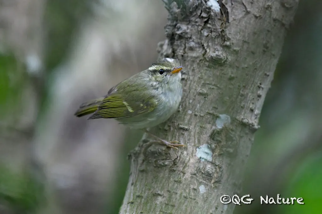冠纹柳莺(Phylloscopus claudiae)