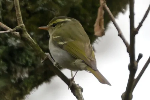 冠纹柳莺(Phylloscopus claudiae)