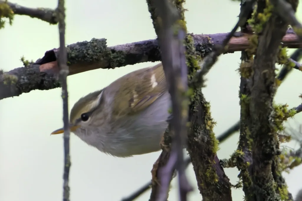 冠纹柳莺(Phylloscopus claudiae)