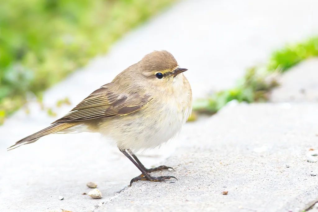 叽喳柳莺(Phylloscopus collybita)