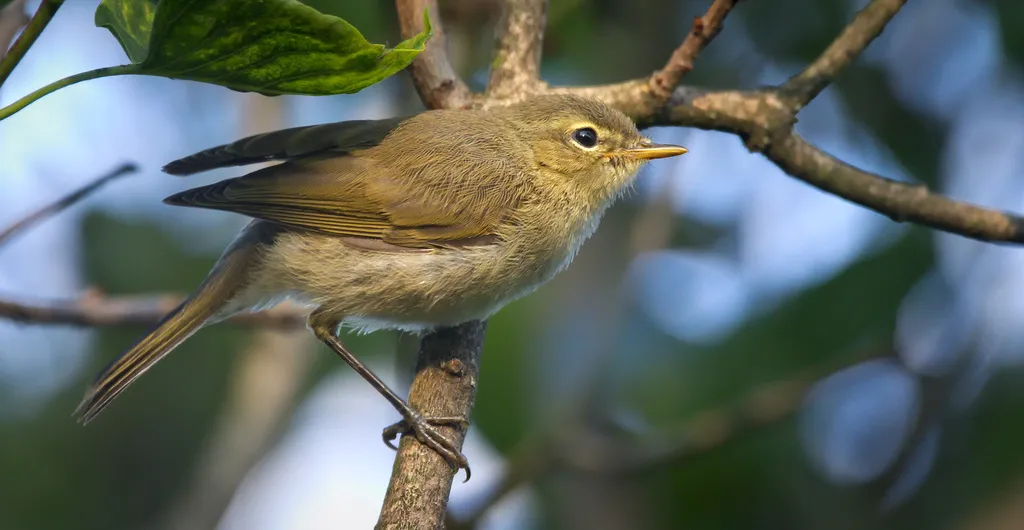 叽喳柳莺(Phylloscopus collybita)