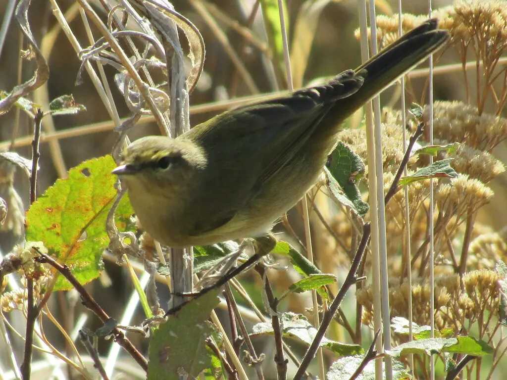 叽喳柳莺(Phylloscopus collybita)