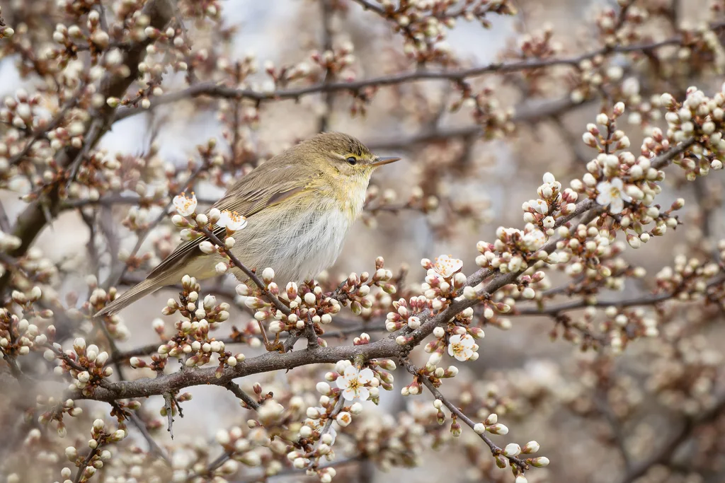叽喳柳莺(Phylloscopus collybita)