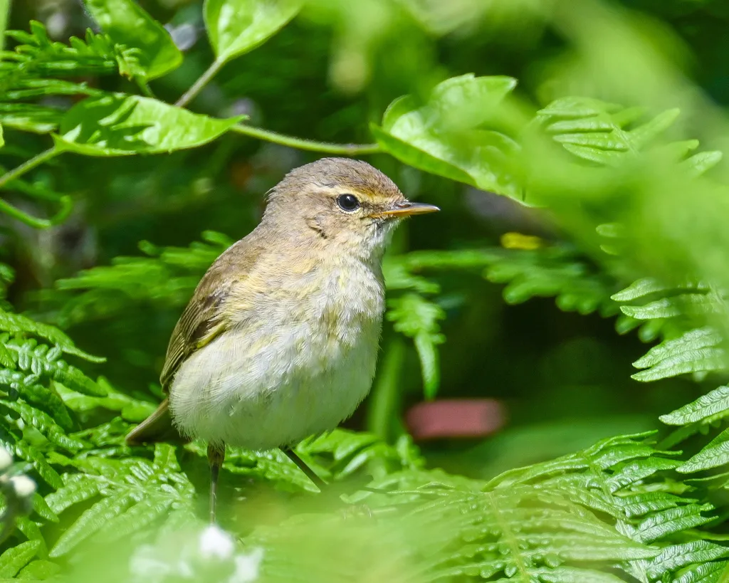 叽喳柳莺(Phylloscopus collybita)