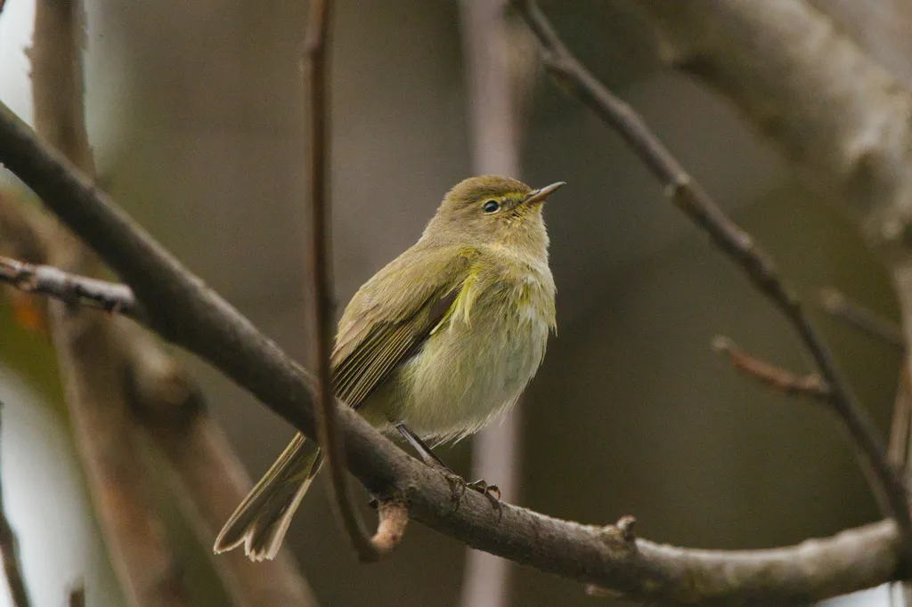叽喳柳莺(Phylloscopus collybita)