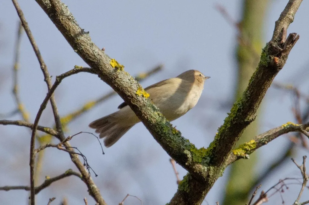 叽喳柳莺(Phylloscopus collybita)