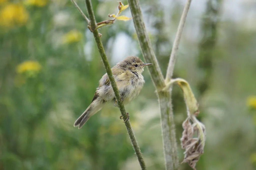 叽喳柳莺(Phylloscopus collybita)