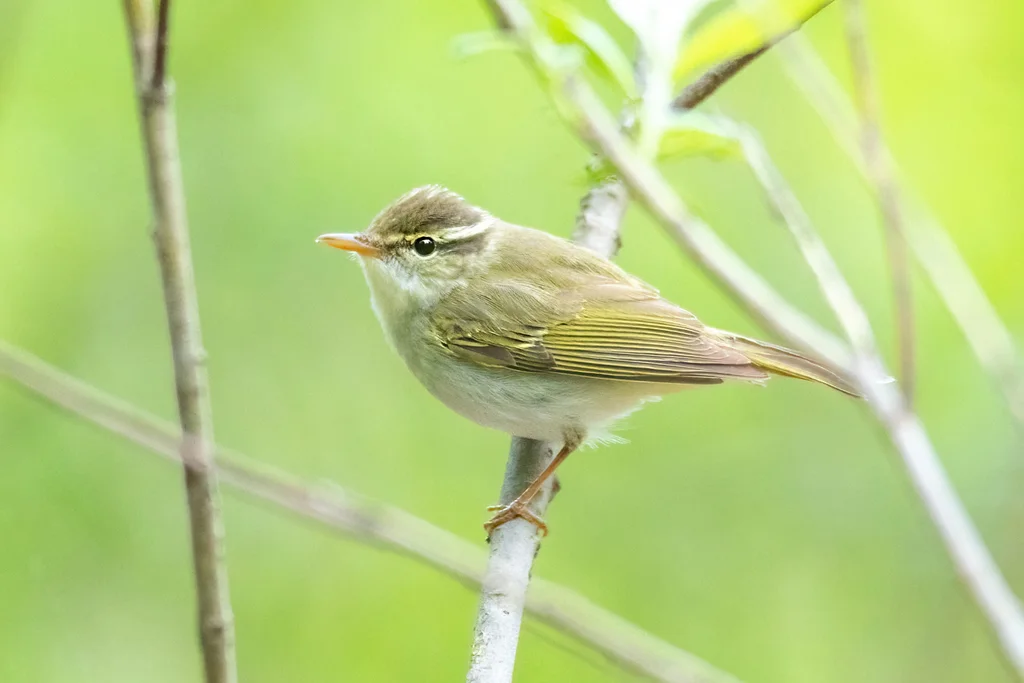 冕柳莺(Phylloscopus coronatus)