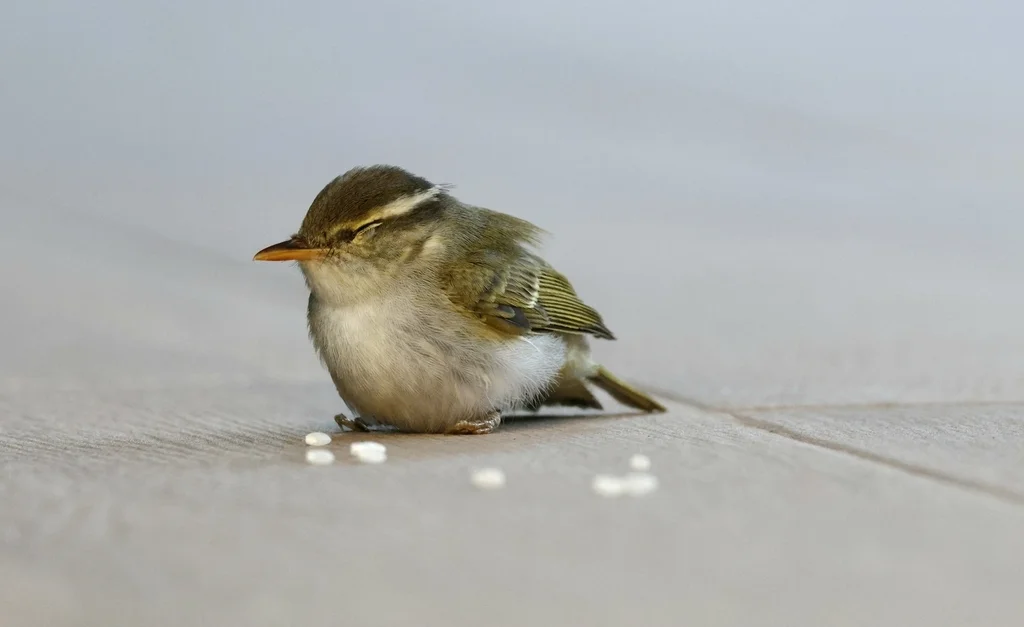 冕柳莺(Phylloscopus coronatus)