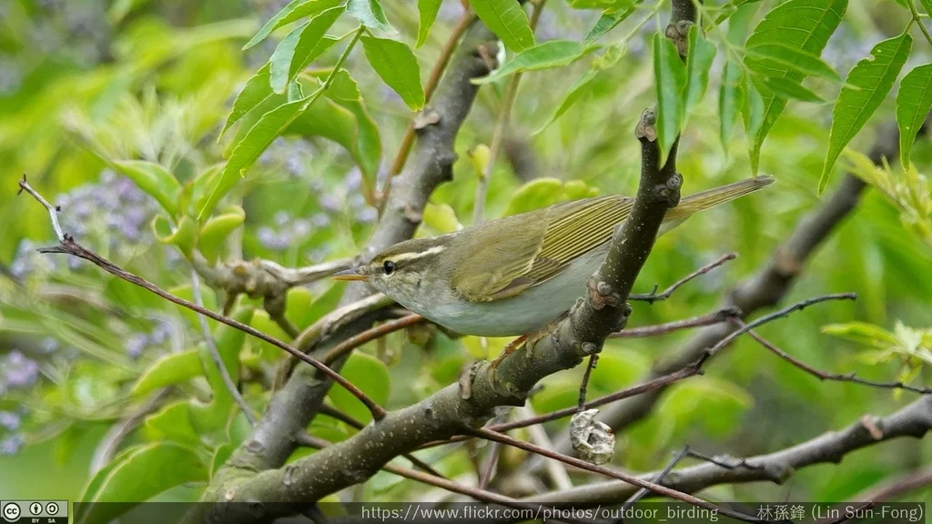 冕柳莺(Phylloscopus coronatus)