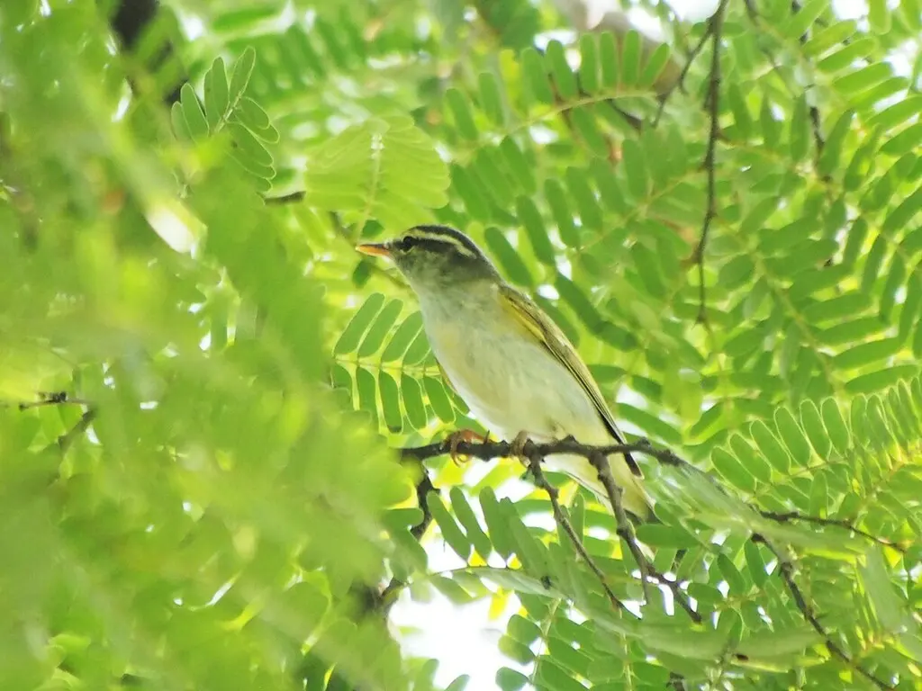 冕柳莺(Phylloscopus coronatus)
