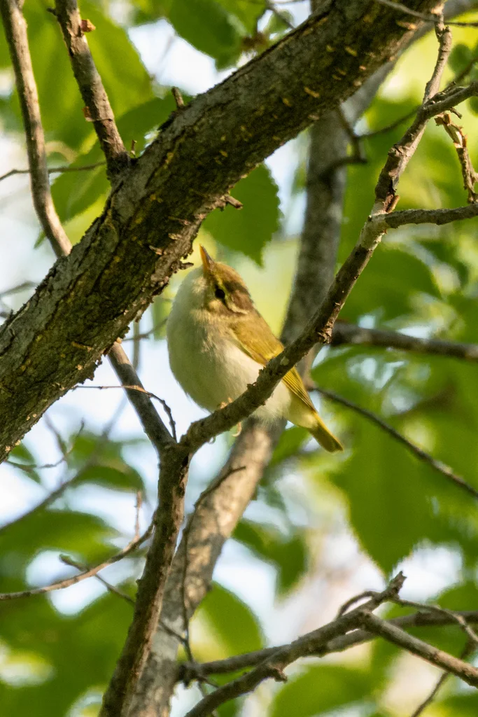 冕柳莺(Phylloscopus coronatus)
