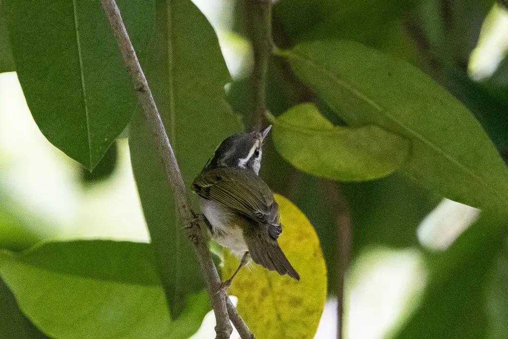 冕柳莺(Phylloscopus coronatus)