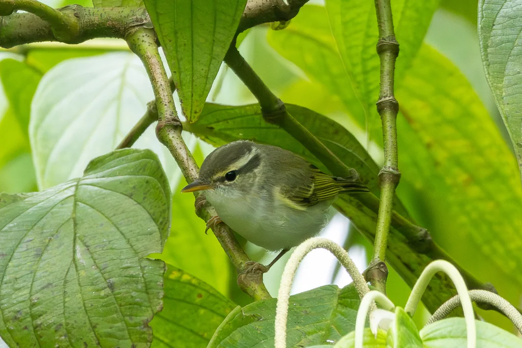 冕柳莺(Phylloscopus coronatus)