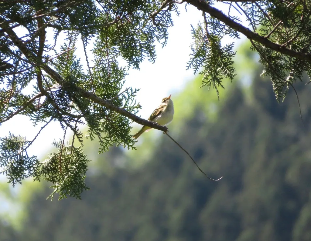 冕柳莺(Phylloscopus coronatus)