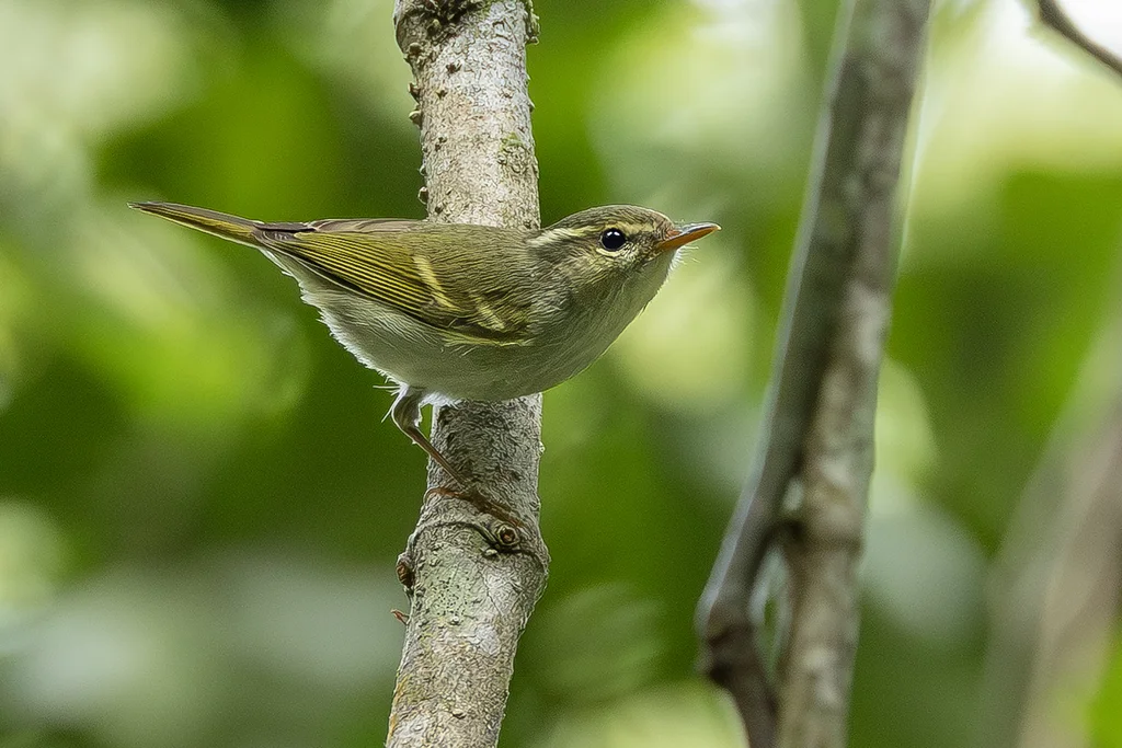 峨眉柳莺（Phylloscopus emeiensis）