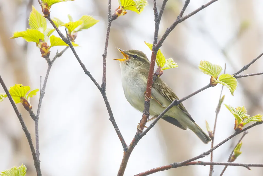 堪察加柳莺(Phylloscopus examinandus)